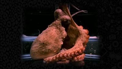 章鱼智商有多可怕,章鱼是外星生物吗西瓜视频