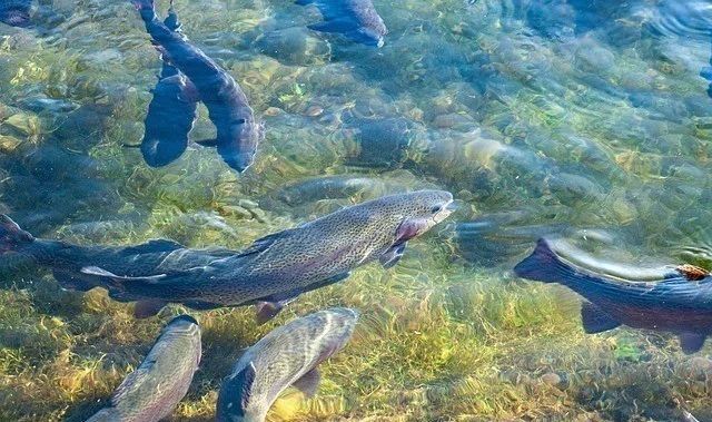 最新致富养殖小项目视频,100种养殖致富项目