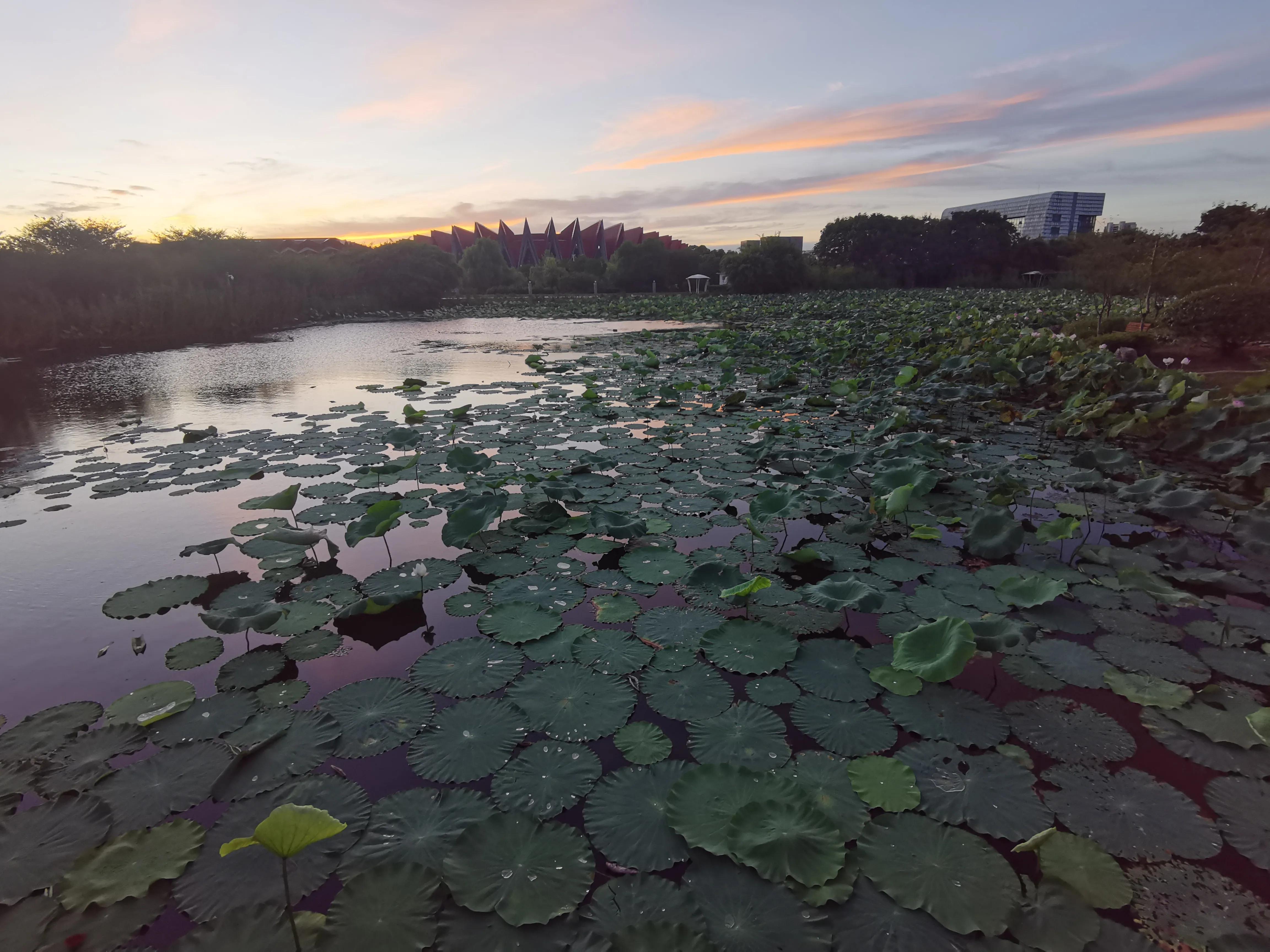 又见荷花香,池塘荷花仍飘香