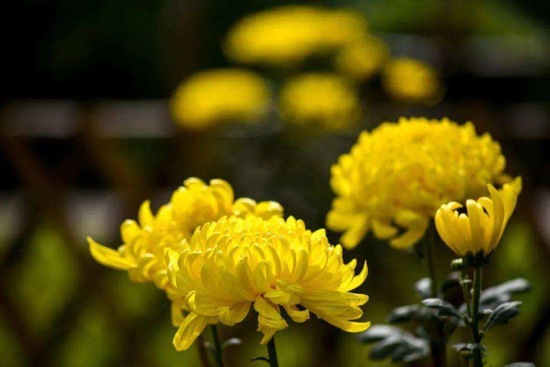 相遇不如不遇的诗句,关于难得的人生际遇的古诗词