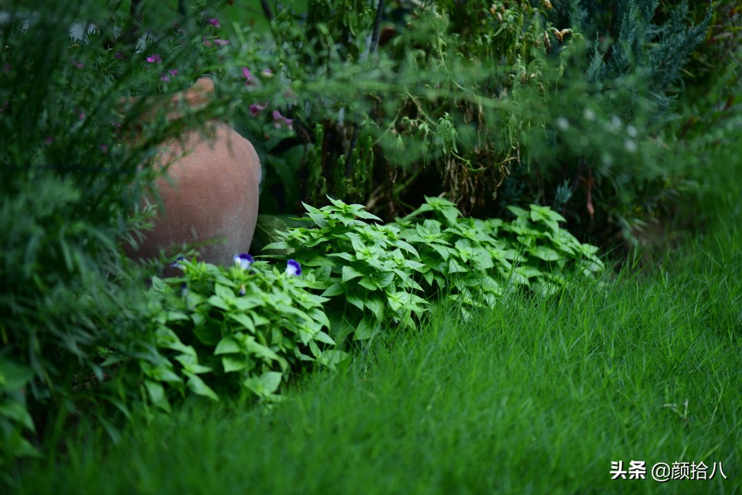 看到你的花园那么惨，我就安心了|园丁