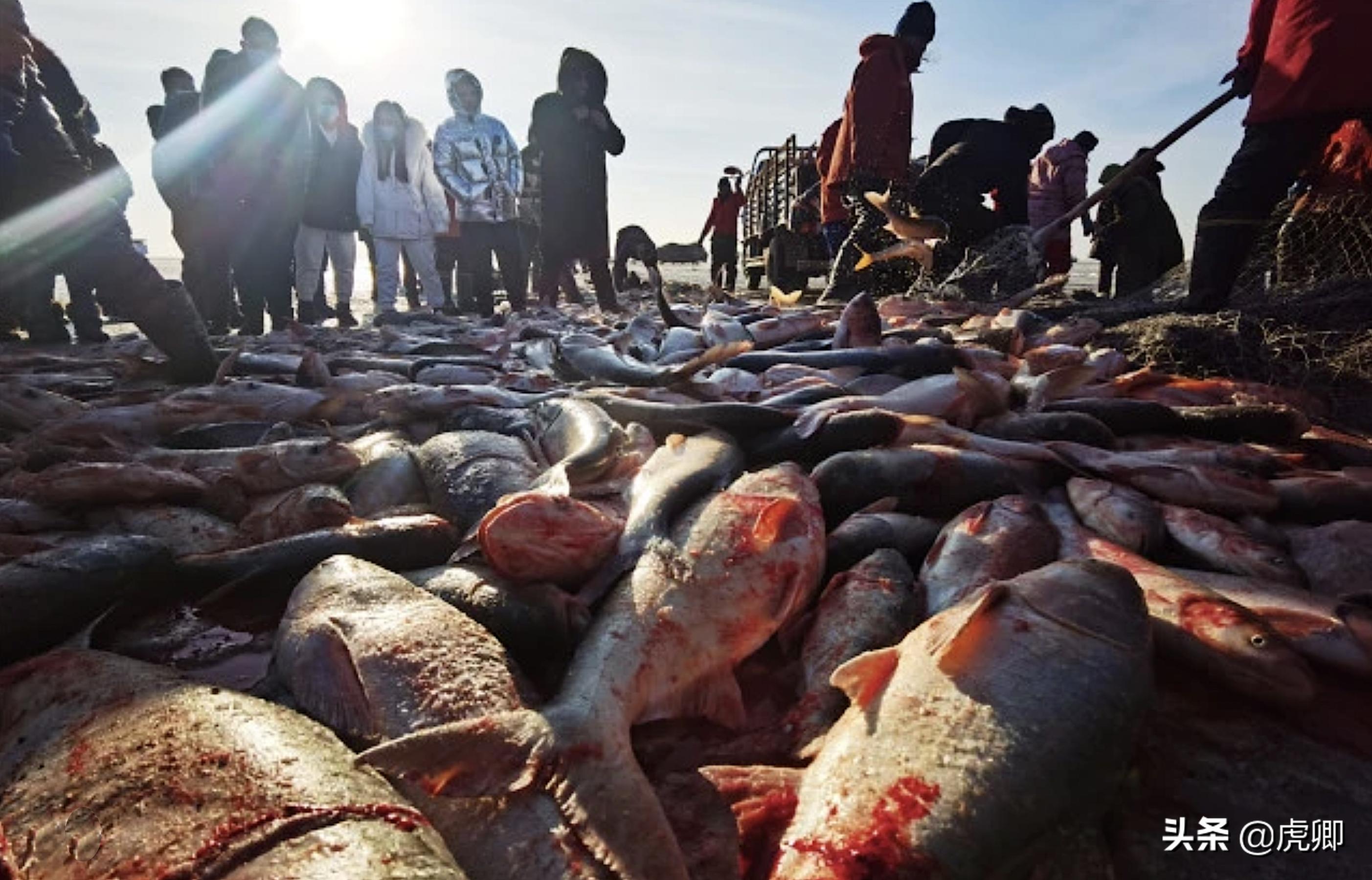 历史以来查干湖头鱼最高价,十大天价鱼