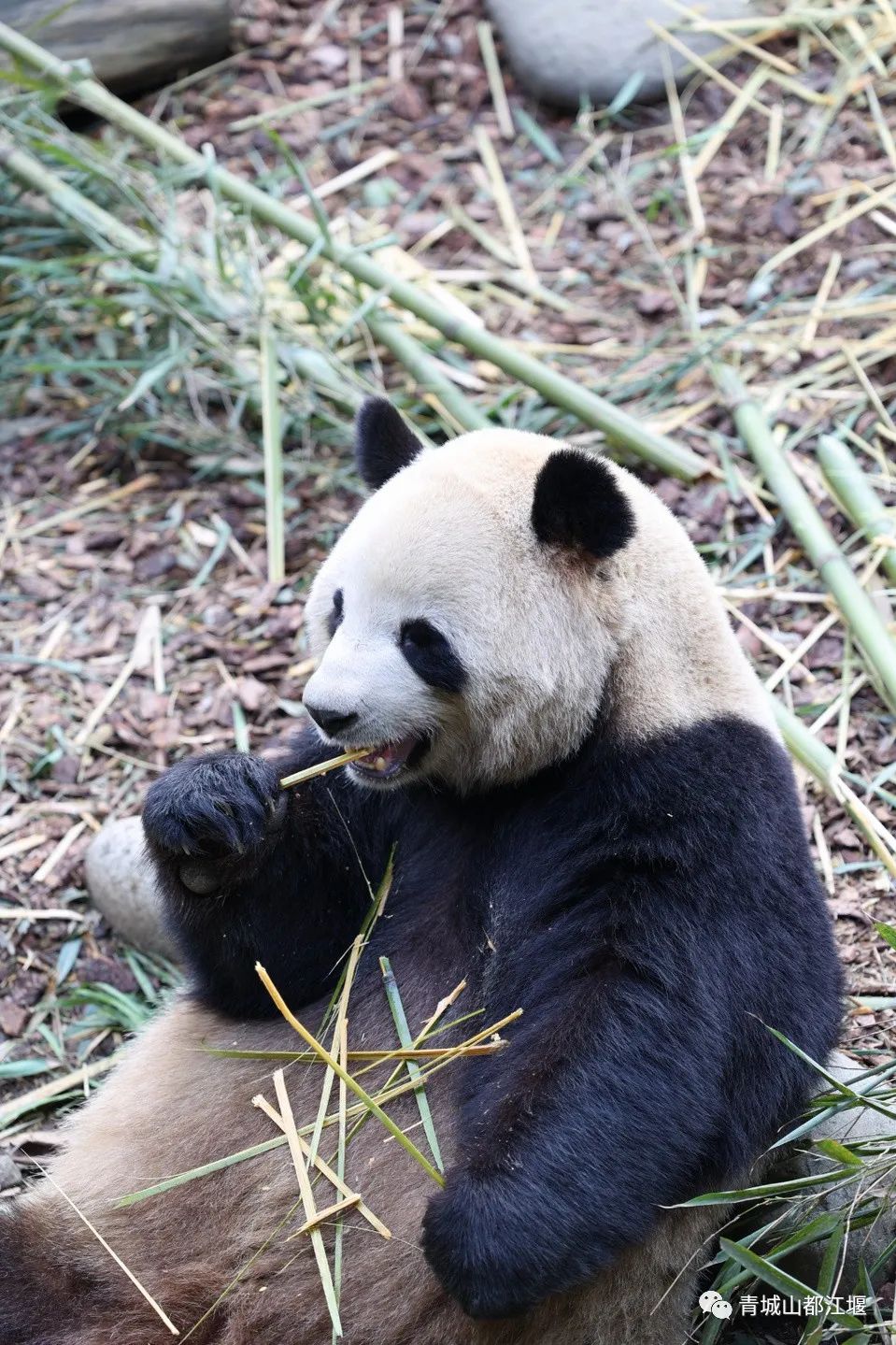 五一都江堰耍水一日游攻略,五一都江堰旅游攻略