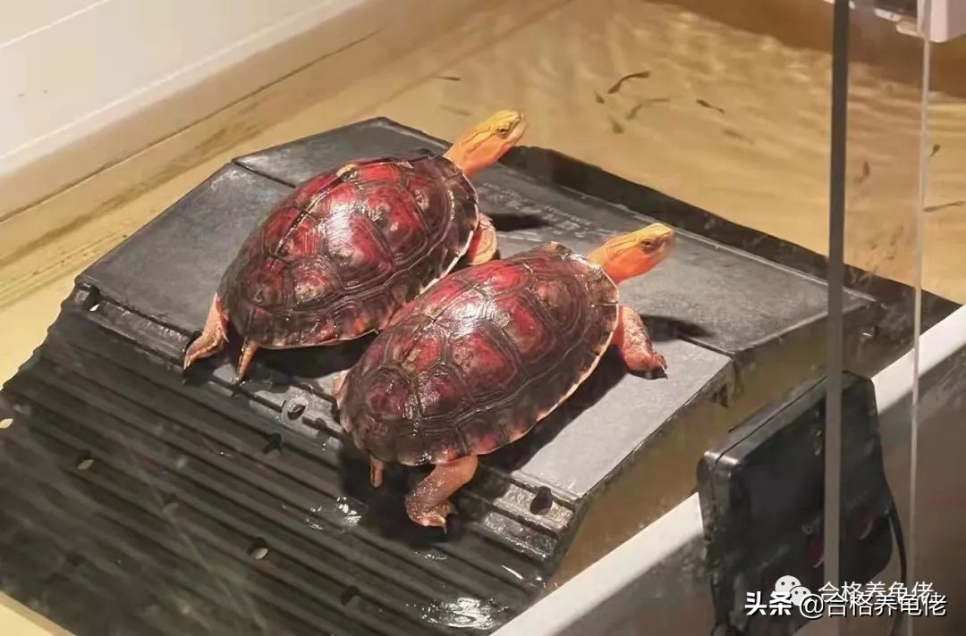 倒春寒乌龟怎么办,倒春寒怎么养植物