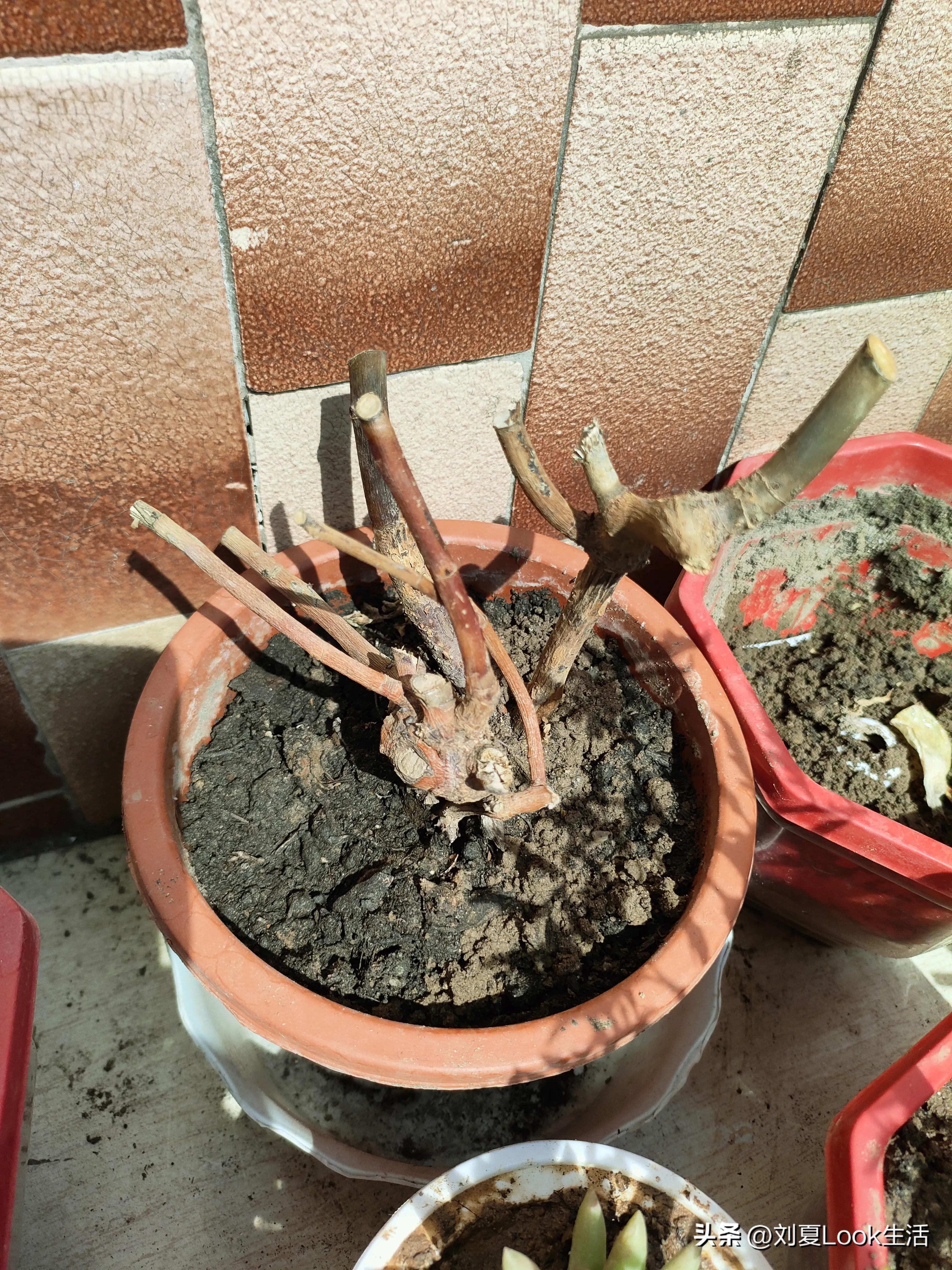 阳台种这些东西，让你舍不得离开，中年油腻女也阳光