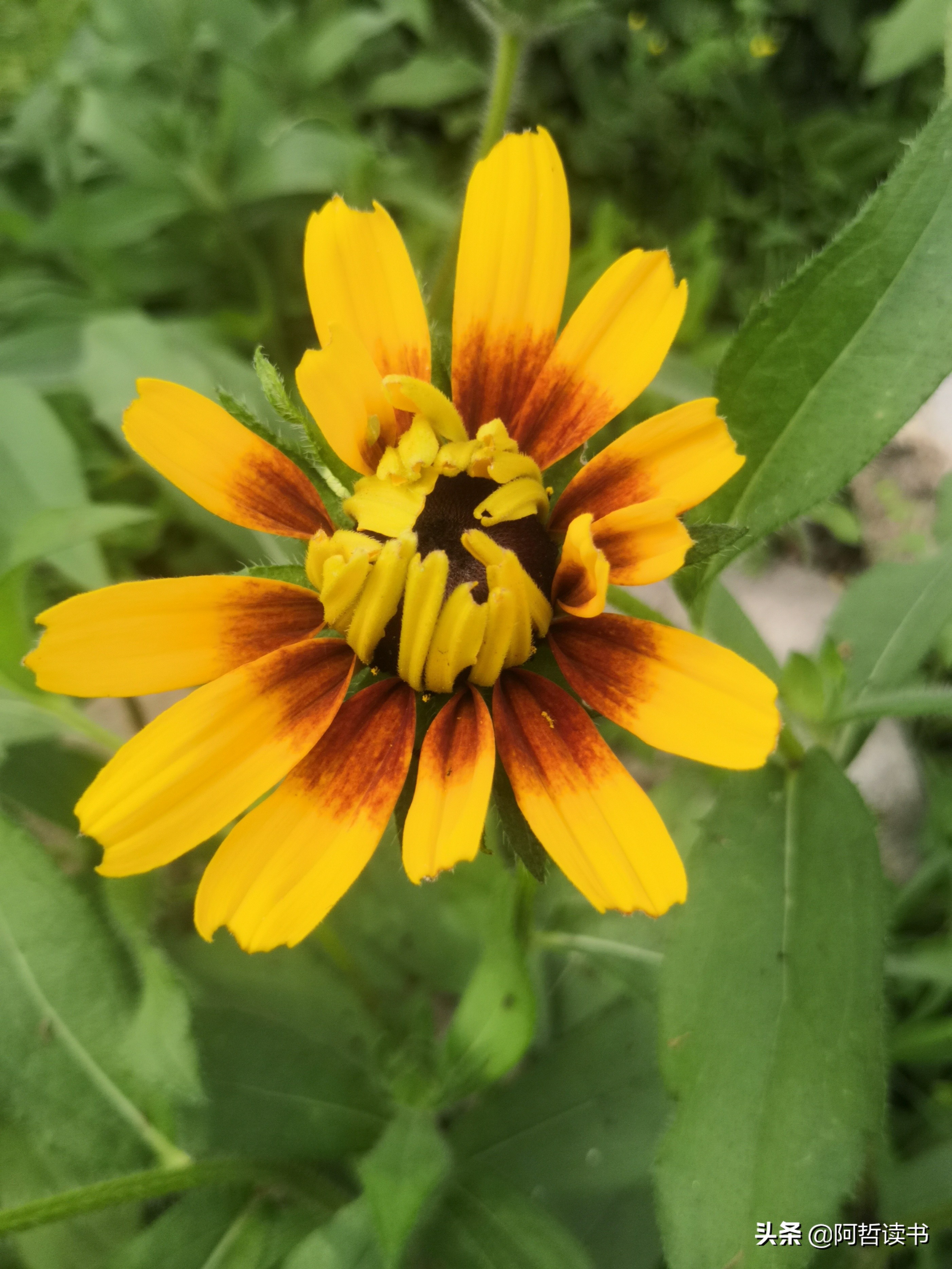 黑心金光菊：花名不雅，花姿灿烂，菊花里独特耀眼的一款