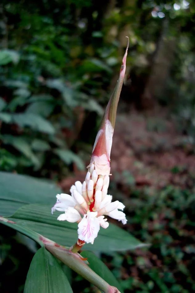 150种常见药用植物大全,150余种常见药用植物花期组图