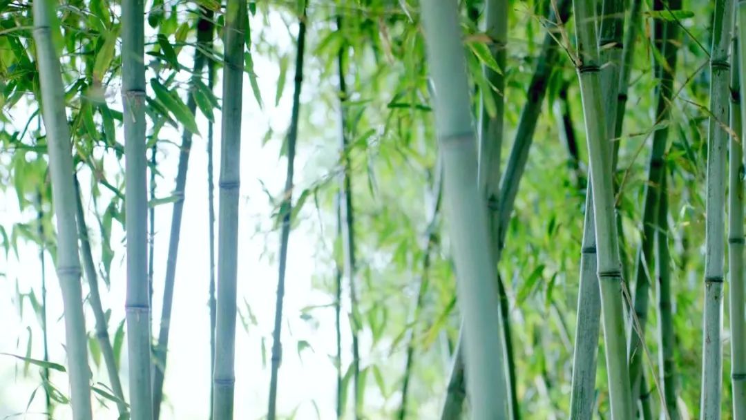 竹山县培育壮大竹产业,竹产业资源整合