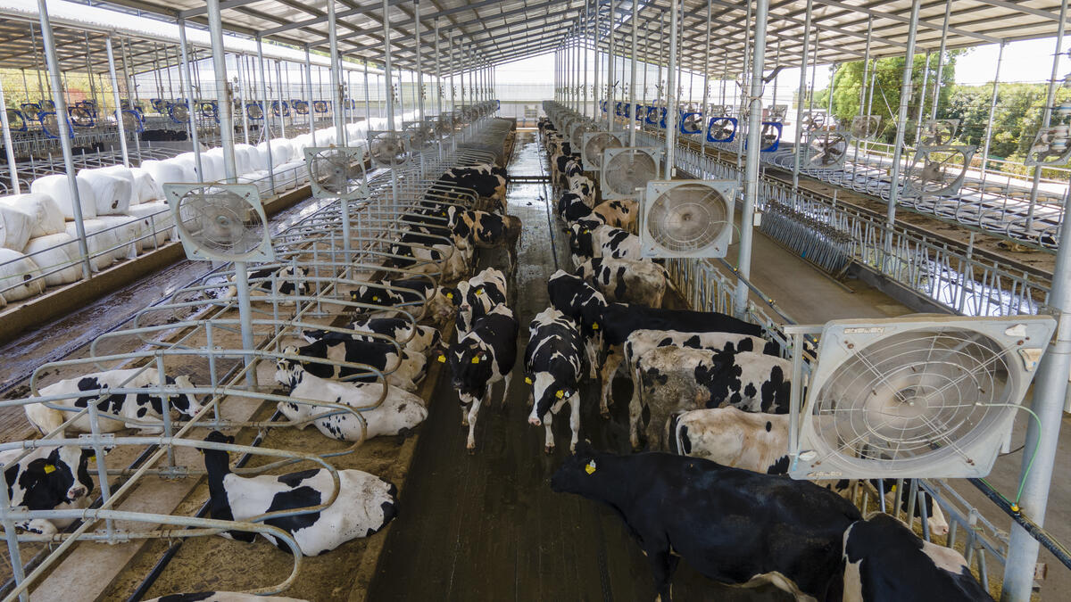 奶牛规模化养殖场建设方案,奶牛养殖场建设的标准是