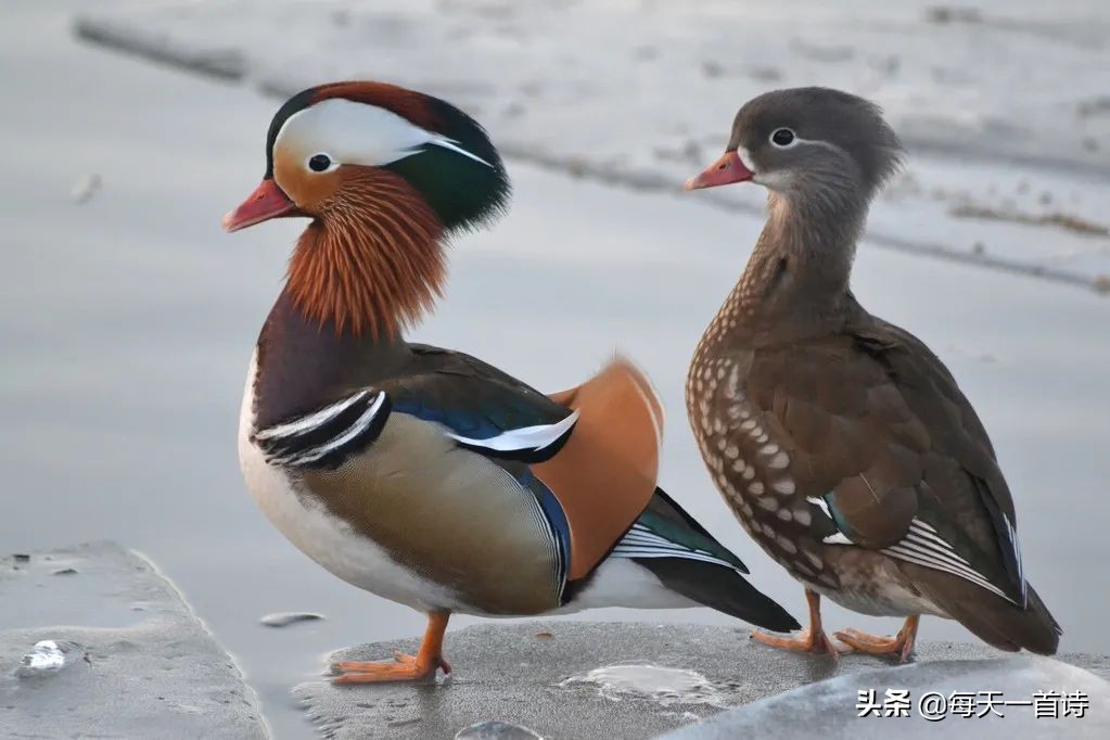 实力派「四」山西诗人：张江