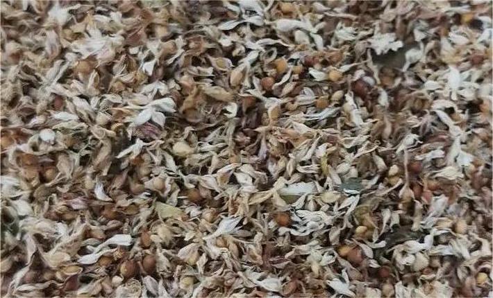 走进果实的世界我发现了什么,走进无花果的世界