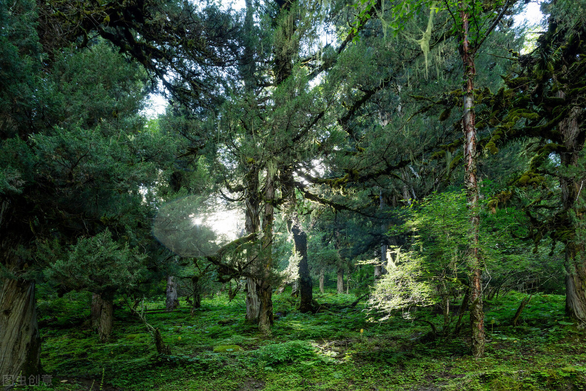 重生食人部落小说,穿越食人族部落小说