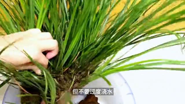 种植石菖蒲真的有那么火吗,大面积石菖蒲的种植方法