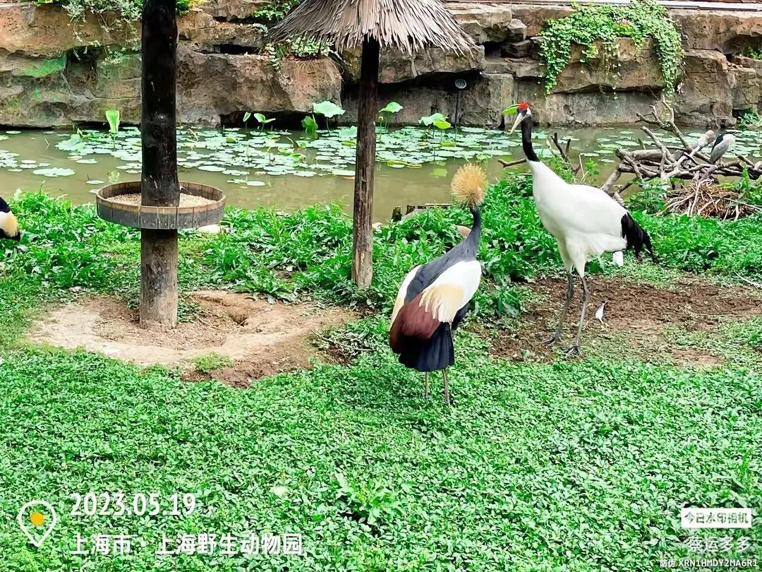 上海野生动物园和上海动物园,上海野生动物园过年营业时间