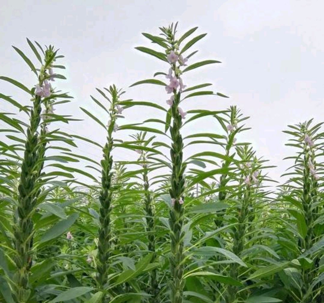 2023年立秋是几月几号,马上立秋是什么预兆