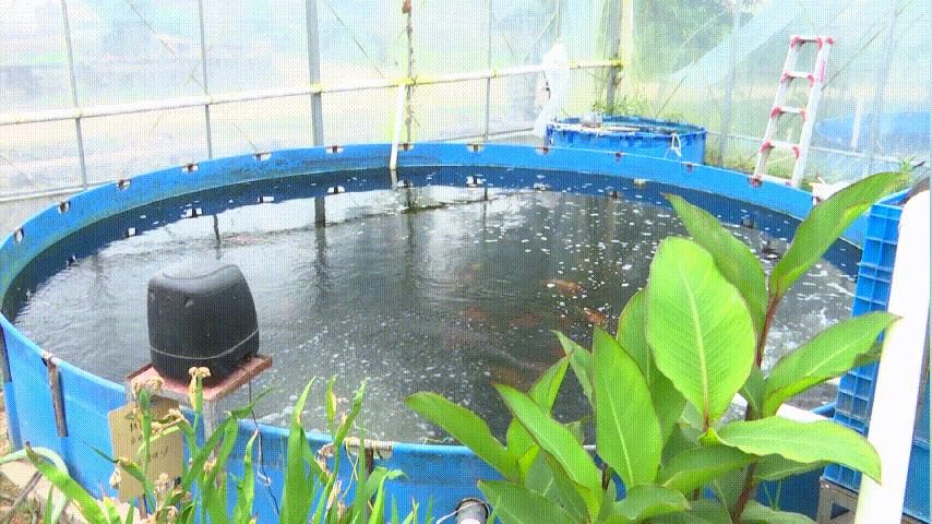 开眼界的鱼卖了7万元,开眼界的鱼叫什么鱼