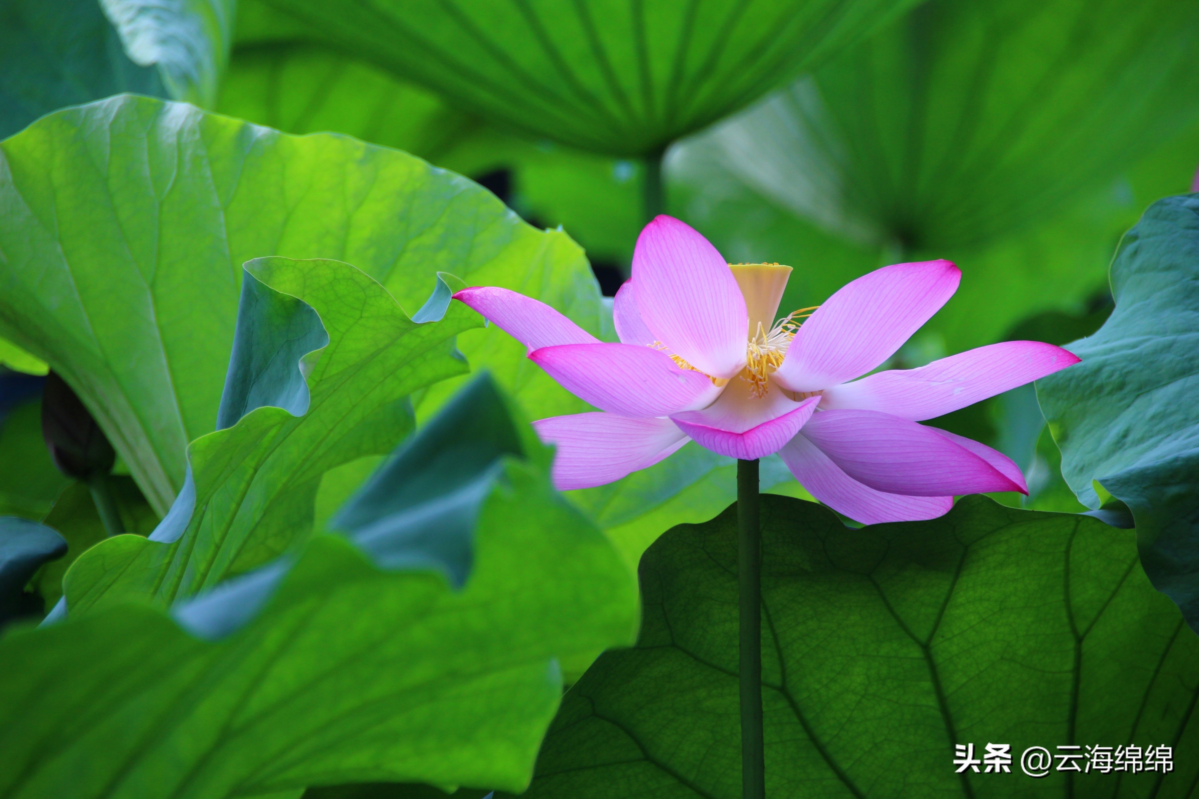 夏日荷花别样红照片,夏日荷花别样红手工