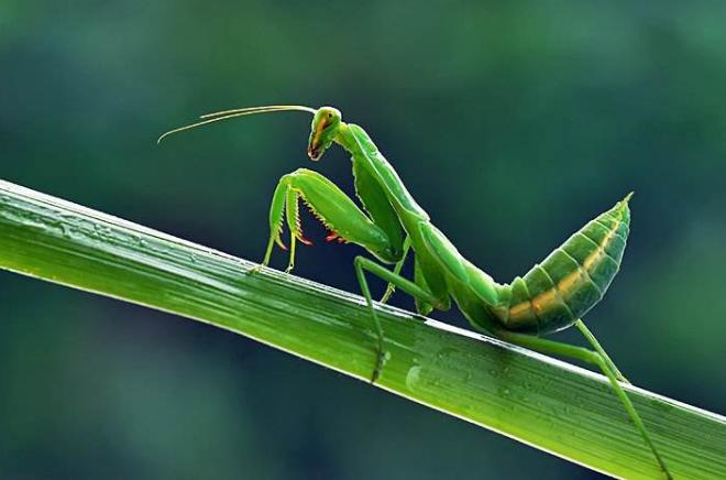宝可梦起源形态和普通形态区别,宝可梦飞天螳螂哪个特性最好