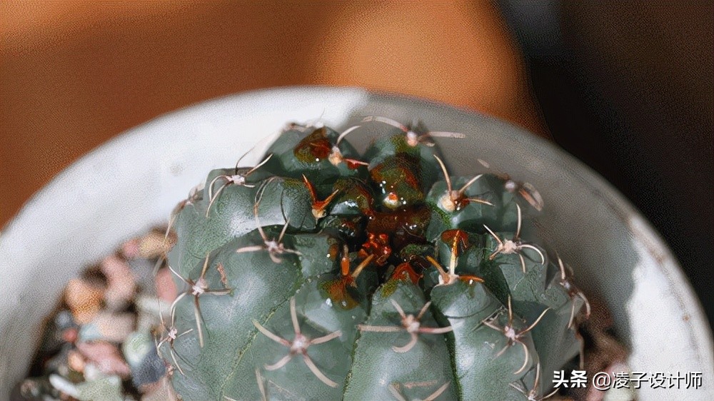 发达国家90%的人都在这样上厕所?国内却鲜有人知