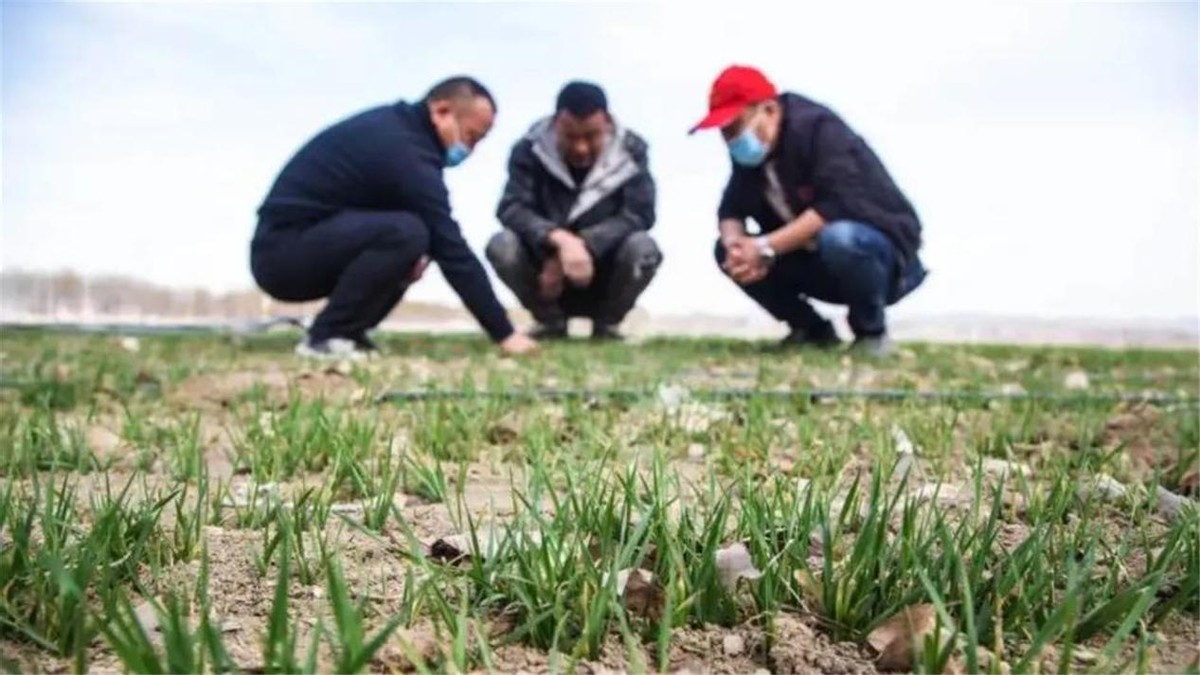 河南严禁任何毁麦事件发生,河南省严禁毁麦事件