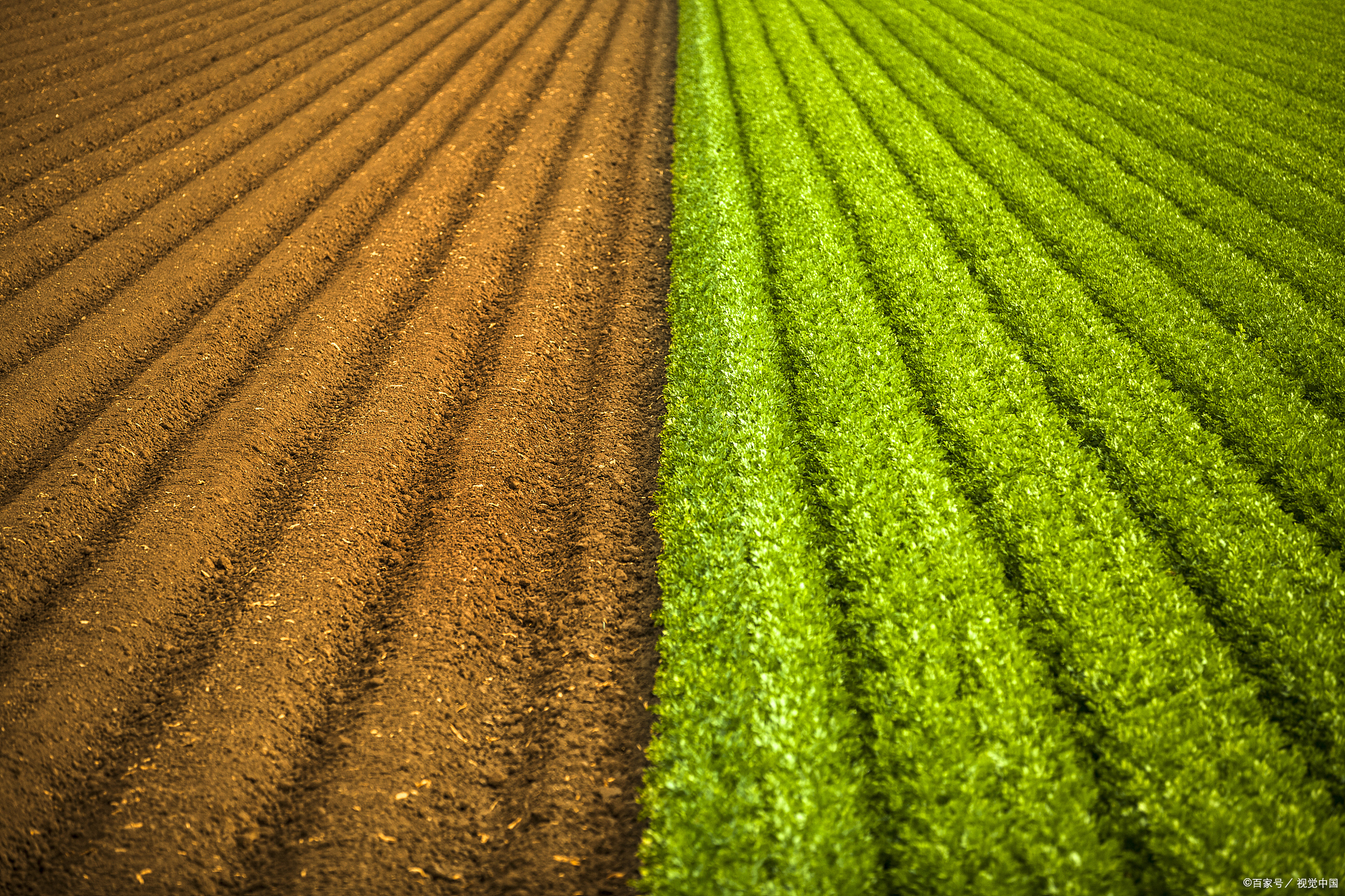 萘乙酸生根剂灌根使用方法,根腐康活性生根剂使用方法