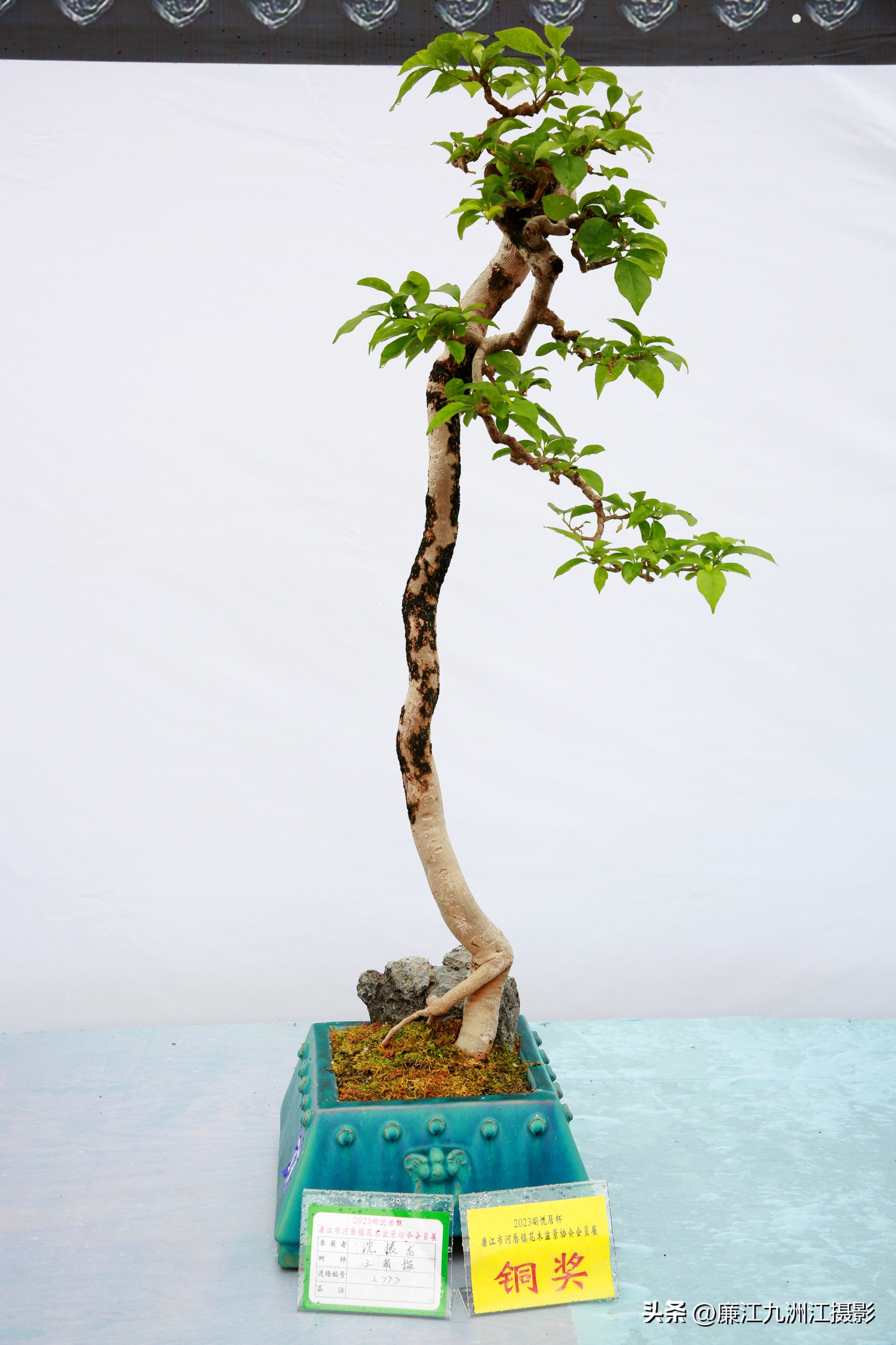 最高端的盆景展,一场惊艳的盆景展