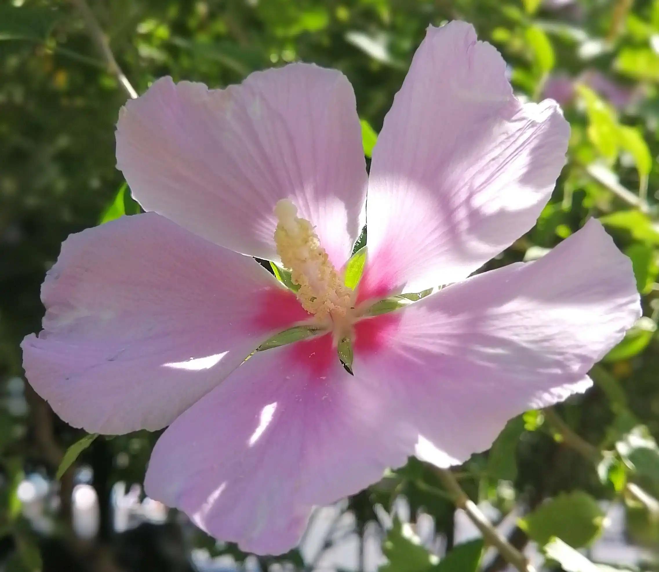 朝见花开暮见落，人生反覆亦相若——木槿，生如夏花，朝开暮落