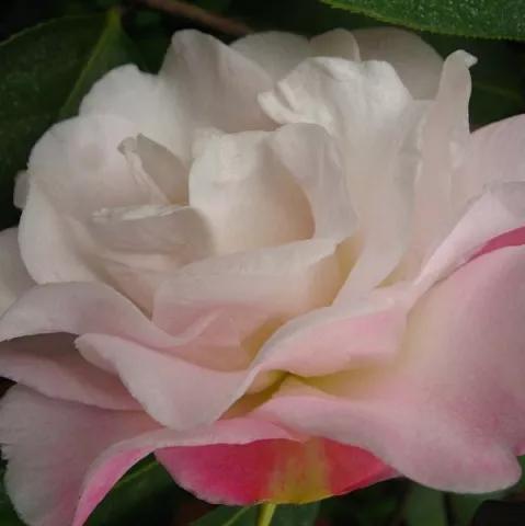 大海伦茶花是复色吗,大海伦山茶花品种介绍