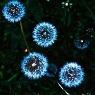 花无名分胜名花野陌荒坡艳似霞，莫笑卑微白头叟，心怀梦想走天涯