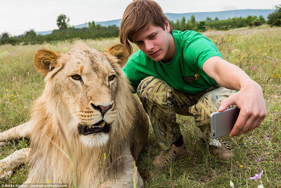 比特犬vs狮子，当犬科一哥遇到猫科老大，谁会笑到最后呢？