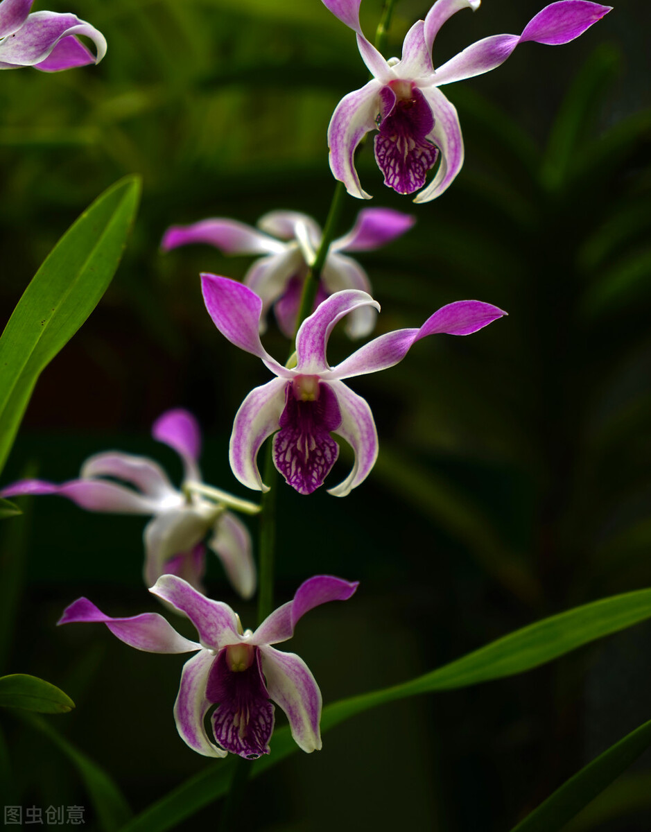 咏兰诗十首欣赏,咏君子兰绝句100首