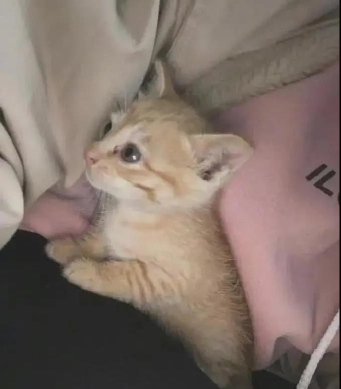 当猫猫被蜜蜂蛰了一下后,当蜜蜂蛰到狗头