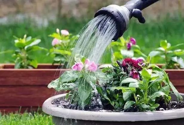 三角梅换盆浇水后隔几天再浇水,花卉换盆缓苗