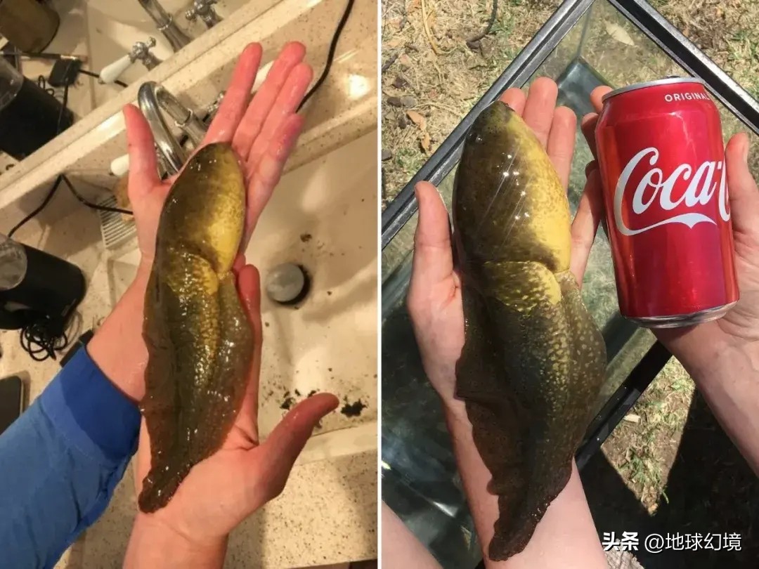 35张悲惨动物照：悲惨小象被捕兽夹弄断鼻子，章鱼被塞进西瓜做菜