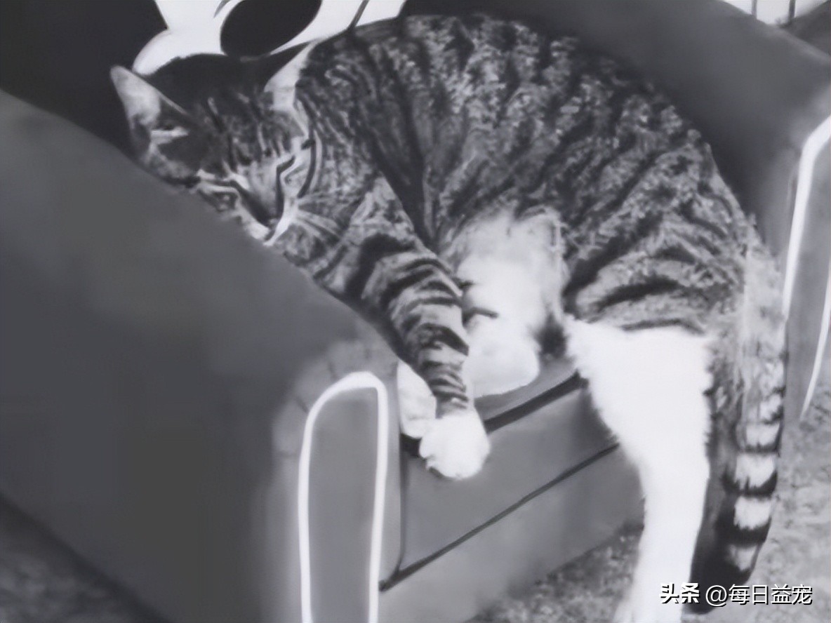 外卖小哥暴打流浪猫后续,外卖员暴打猫咪后续