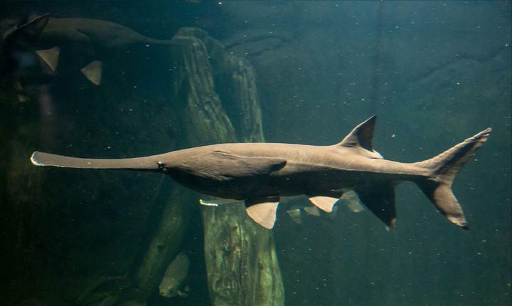 十年禁渔看长江鱼群物种更多样,长江禁渔仅两年就鱼群翻涌