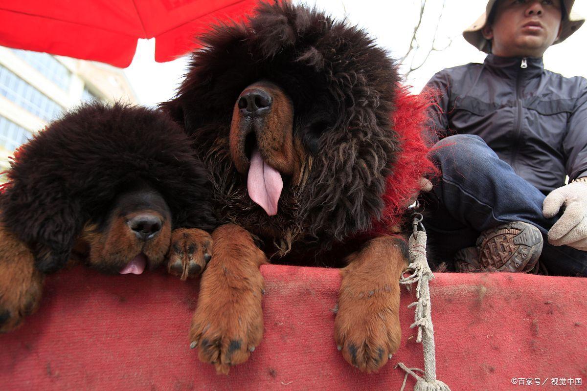 国宝成为全村人的笑话,国宝被骗钱