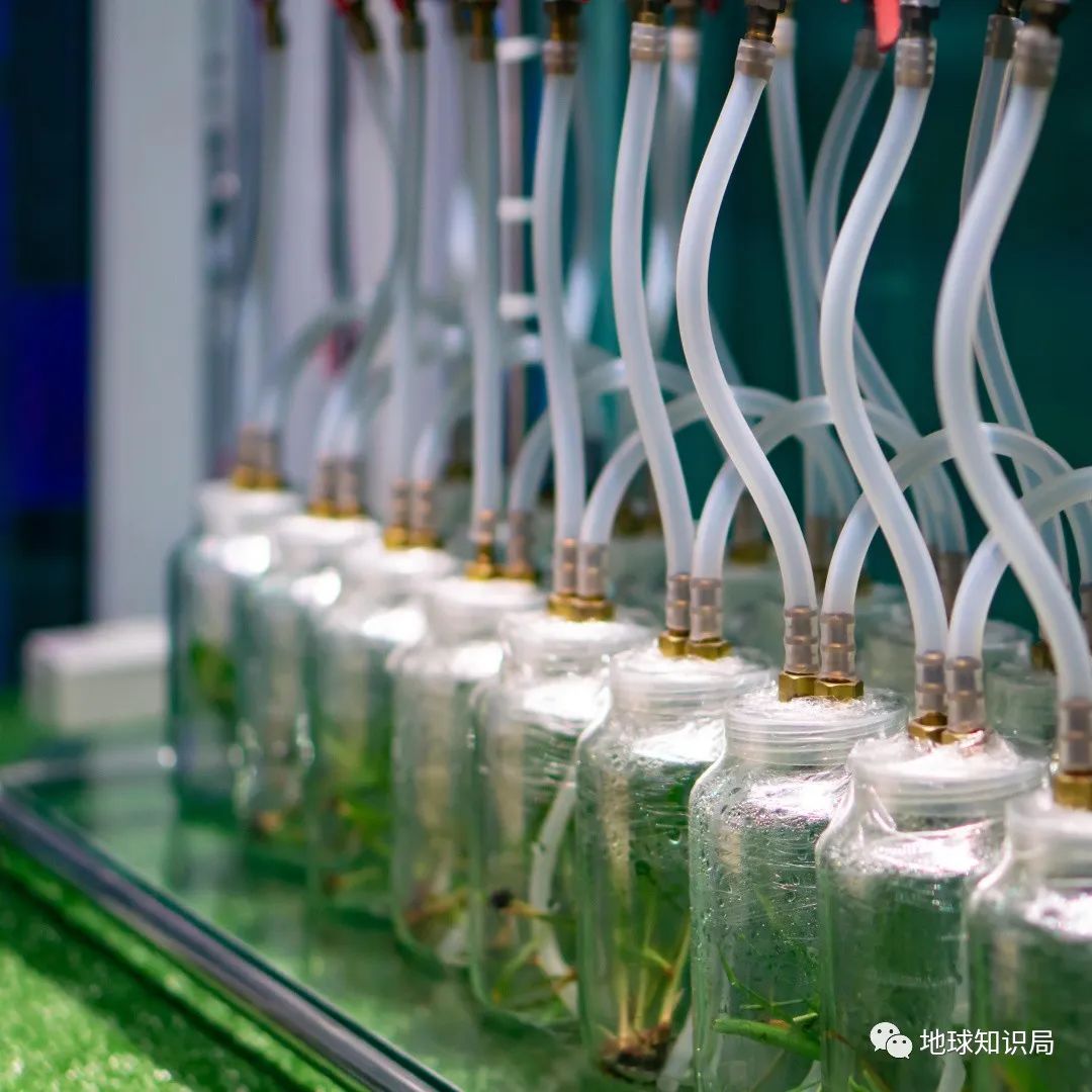 泰国米，从小吃到大|地球知识局