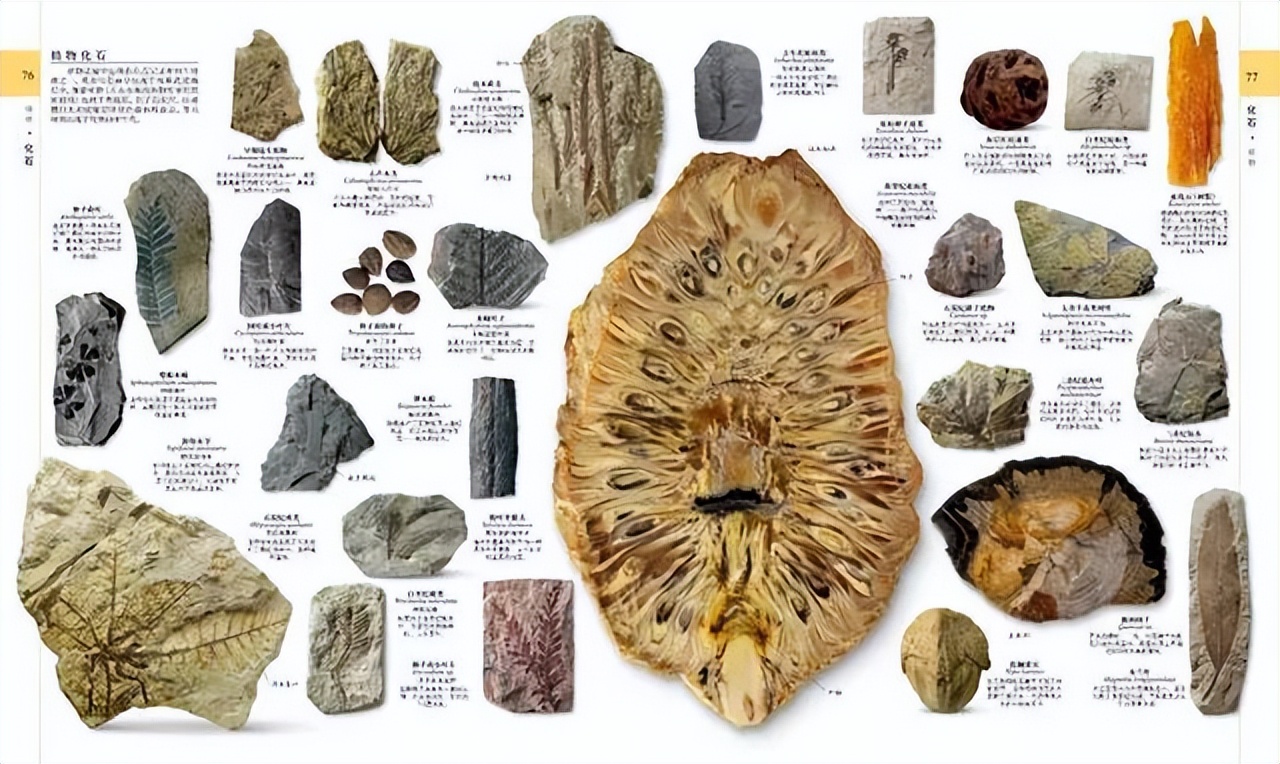 新东方直播间董宇辉录屏,新东方直播间董宇辉讲英语