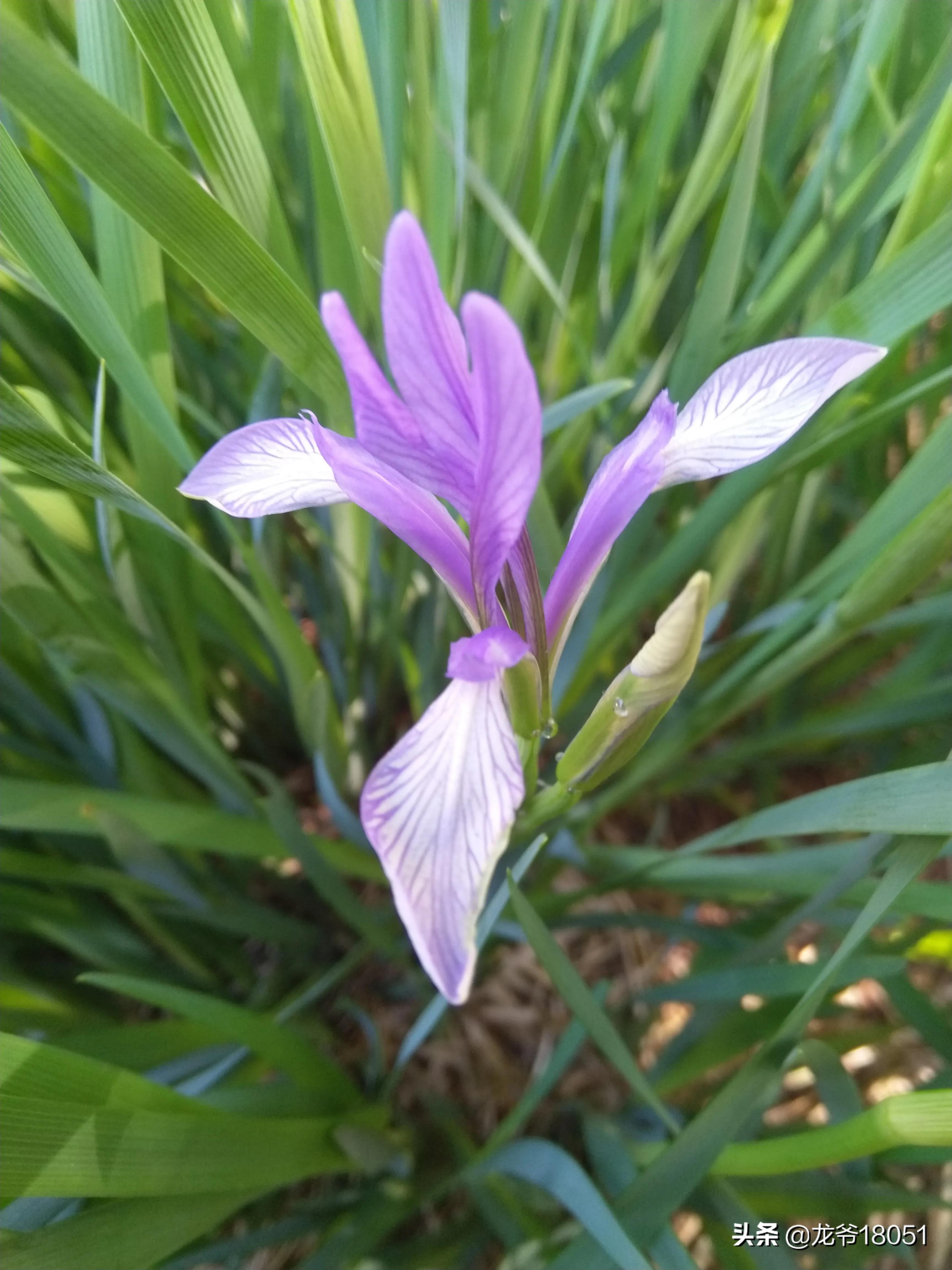 国色绽放红胜火，凌霄花开分外香