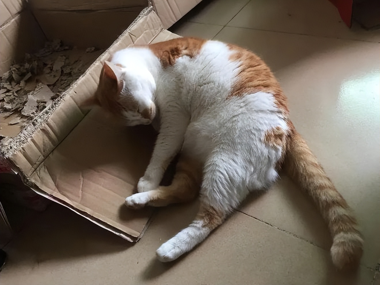 想养猫猫的第一天,新手养猫猫不适应环境怎么样办