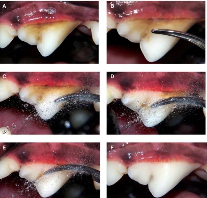 不麻醉怎么给猫洗牙,犬猫洗牙的方法步骤及注意事项