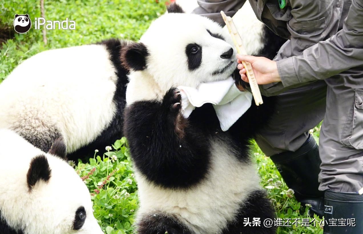 大熊猫皓月和花花,大熊猫花花有几个绯闻男友