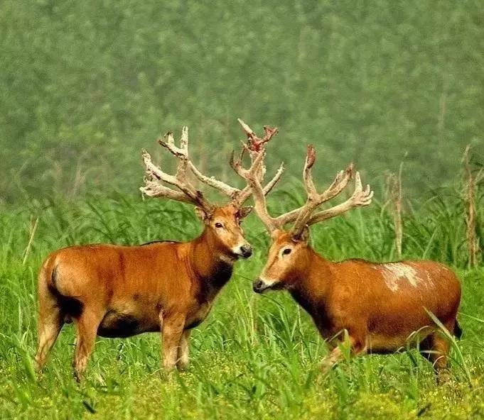 动物千姿百态,动物园的动物千姿百态