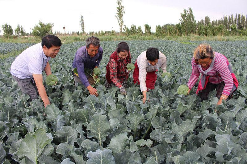 日本垄断西蓝花种子，一年赚取农民几十亿，我国正在加快国产化