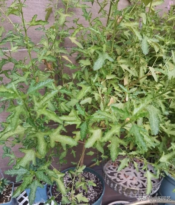 木槿棒棒糖怎么施肥,棒棒糖小木槿淋雨干枯了怎么办