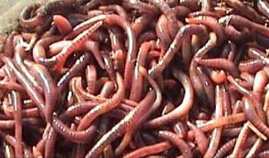 小伙养泥鳅年入百万,90后小伙养变异泥鳅