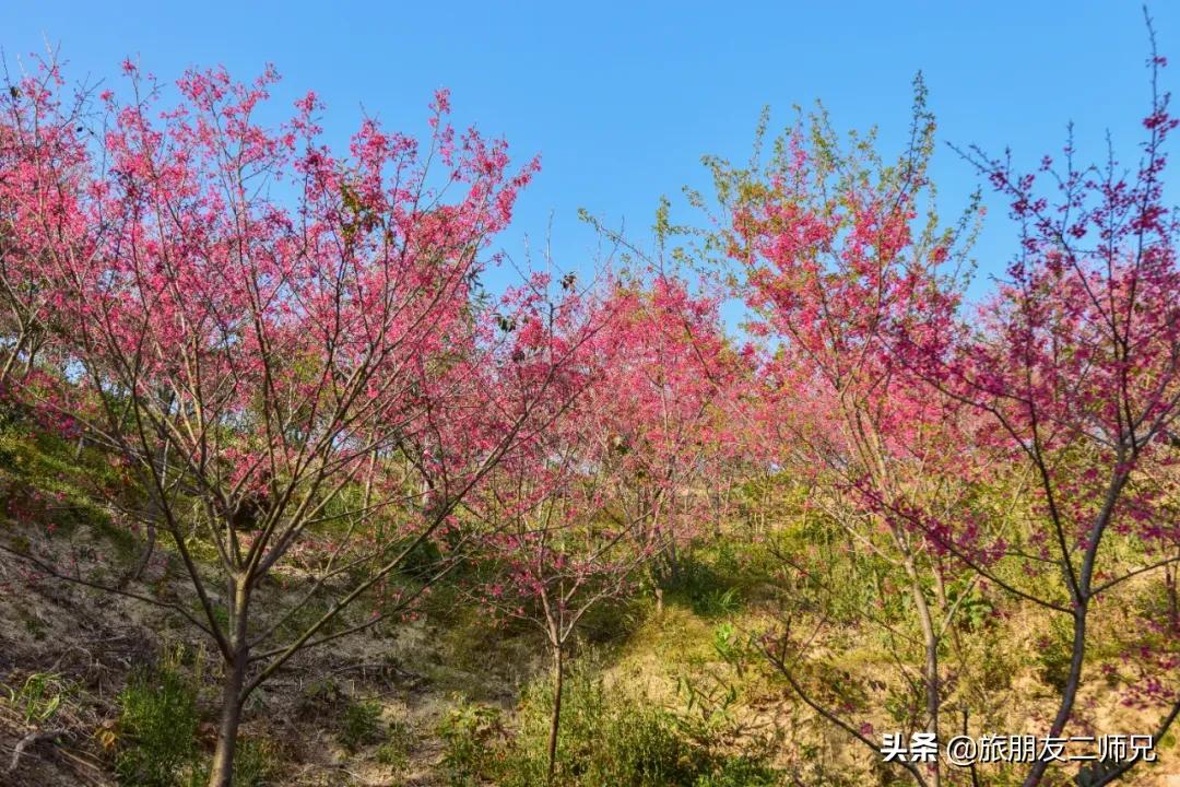 广州花都梯田油菜花,广州徒步赏油菜花路线