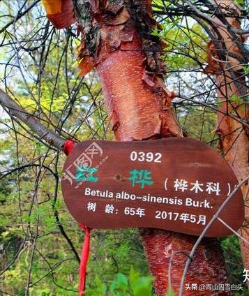 荒山种什么树木经济效益好,荒山种植什么最赚钱