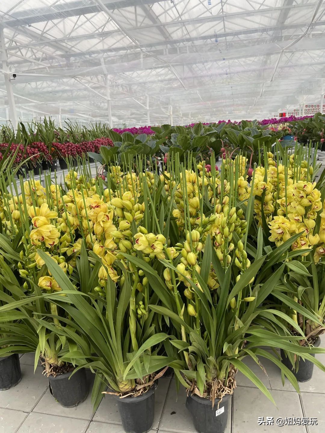 济南市市中区花鸟鱼虫市场在哪里,济南凤凰山花鸟鱼虫市场